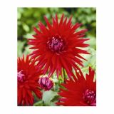 POLETI CVETOČA ČEBULICA HOLLAND BULB MARKET DALIJA CACTUS RED MARJORETTE