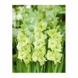 POLETI CVETOČA ČEBULICA HOLLAND BULB MARKET GLADIOLUS GREEN STAR