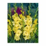 POLETI CVETOČA ČEBULICA HOLLAND BULB MARKET GLADIOLUS LEMON DROP