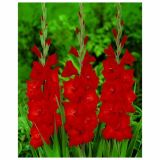 POLETI CVETOČA ČEBULICA HOLLAND BULB MARKET GLADIOLUS RED BEAUTY