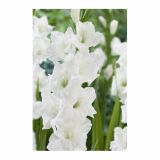POLETI CVETOČA ČEBULICA HOLLAND BULB MARKET GLADIOLUS SANCERRE '