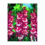 POLETI CVETOČA ČEBULICA HOLLAND BULB MARKET GLADIOLUS SPARKLER