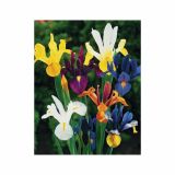 POLETI CVETOČA ČEBULICA HOLLAND BULB MARKET IRIS DUTCH IRIS MIX 7/8 15KOS