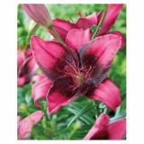 POLETI CVETOČA ČEBULICA HOLLAND BULB MARKET LILIJA AZIJSKA PURPLE EYE