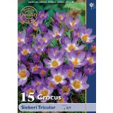 POMLADI CVETOČA ČEBULICA CROCUS SIEBERI TRICOL 5/7 15KOS