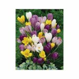 POMLADI CVETOČA ČEBULICA HOLLAND BULB MARKET CROCUS LARGE FLOW. MIX 7/8 10KOS
