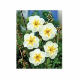 POMLADI CVETOČA ČEBULICA HOLLAND BULB MARKET NARCISA DELTA 12/14 5KOS
