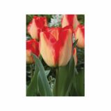 POMLADI CVETOČA ČEBULICA HOLLAND BULB MARKET TULIPAN DARWIN AMER. DREAM 11/12 10KOS