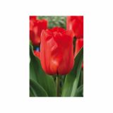 POMLADI CVETOČA ČEBULICA HOLLAND BULB MARKET TULIPAN DARWIN DARWIORANGE 11/12 10KOS
