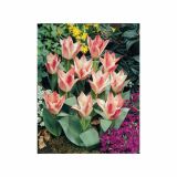 POMLADI CVETOČA ČEBULICA HOLLAND BULB MARKET TULIPAN GREIGII CZAAR PETER 11/12 10KOS