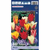 POMLADI CVETOČA ČEBULICA HOLLAND BULB MARKET TULIPAN GREIGII GREIGII MIXED 11/12 10KOS