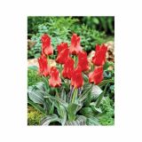 POMLADI CVETOČA ČEBULICA HOLLAND BULB MARKET TULIPAN GREIGII RED TORCH 11/12 10KOS
