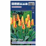 POMLADI CVETOČA ČEBULICA HOLLAND BULB MARKET TULIPAN KAUFMANIA CORONA 11/12 10KOS