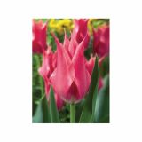 POMLADI CVETOČA ČEBULICA HOLLAND BULB MARKET TULIPAN LILIJSKI LILYLADY 11/12 10KOS