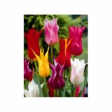 POMLADI CVETOČA ČEBULICA HOLLAND BULB MARKET TULIPAN LILIJSKI MIXED 11/12 10KOS