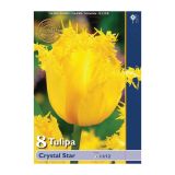 POMLADI CVETOČA ČEBULICA HOLLAND BULB MARKET TULIPAN NAZOBČAN CRYSTAL STAR 11/12 8 KOS