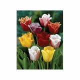 POMLADI CVETOČA ČEBULICA HOLLAND BULB MARKET TULIPAN NAZOBČAN FRINGED MIXED 11/12 8KOS