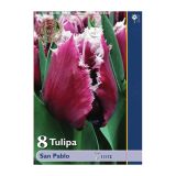 POMLADI CVETOČA ČEBULICA HOLLAND BULB MARKET TULIPAN NAZOBČAN SAN PABLO 11/12 8 KOS