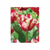 POMLADI CVETOČA ČEBULICA HOLLAND BULB MARKET TULIPAN PARROT ESTELLA RIJN. 11/12 8KOS