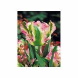 POMLADI CVETOČA ČEBULICA HOLLAND BULB MARKET TULIPAN PARROT GREEN WAVE 11/12 8KOS