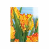 POMLADI CVETOČA ČEBULICA HOLLAND BULB MARKET TULIPAN PARROT LA COURTIN E PARROT