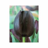 POMLADI CVETOČA ČEBULICA HOLLAND BULB MARKET TULIPAN POZEN CAFE NOIR 11/12 10KOS