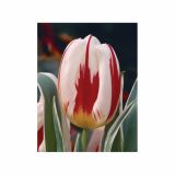 POMLADI CVETOČA ČEBULICA HOLLAND BULB MARKET TULIPAN THRIUMPH HAPPY GENER. 11/12 10KOS