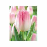 POMLADI CVETOČA ČEBULICA HOLLAND BULB MARKET TULIPAN THRIUMPH SHOWBIZZ 11/12 10KOS