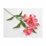 SVILENO CVETJE DAR ALSTROMERIA VEJICA X 2 FUKSIJA
