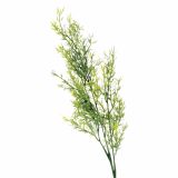 SVILENO CVETJE DAR ASPARAGUS VEJICA X 3