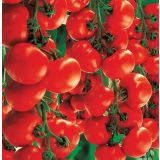 VRTNINA VOLMARY CEPLJENI PARADIŽNIK RED F1