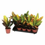 ZELENA RASTLINA CODIAEUM PETRA