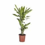 ZELENA RASTLINA DRACAENA FRAGRANS GOLD DREAM