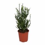 ZELENA RASTLINA EUPHORBIA TIRUCALLI