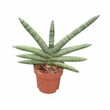 ZELENA RASTLINA SANSEVERIA BONCEL