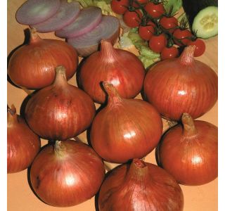 ČEBULČEK HOLLAND BULB MARKET ČEBULČEK ROSANNA 500G