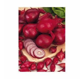 ČEBULČEK HOLLAND BULB MARKET RED KARMEN 500G