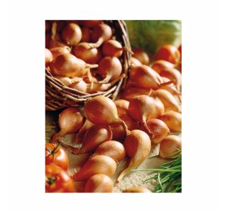 ČEBULČEK HOLLAND BULB MARKET ŠALOTKA GOLDEN GOURMET 500G