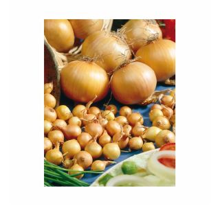 ČEBULČEK HOLLAND BULB MARKET STURON 500G