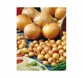 ČEBULČEK HOLLAND BULB MARKET STUTTGARTER 500G