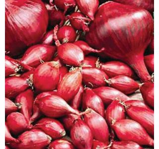 ČEBULČEK ROYAL SEEDS ČEBULČEK RED B. 500G RS