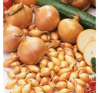 ČEBULČEK ROYAL SEEDS ČEBULČEK STURON 500G RS