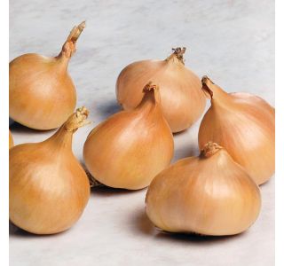 ČEBULČEK ROYAL SEEDS ŠALOTKA RUMENA 500G RS