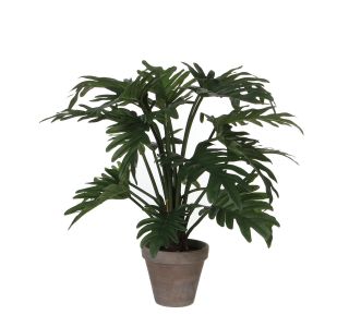 FILODENDRON SELLOUM ZELEN V SIVEM STAN LONCU D15,5CM - L50XD40CM