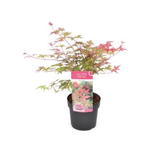 LISTAVEC ACER PALMATUM BENI-MAIKO