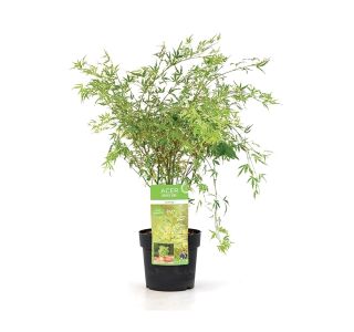 LISTAVEC ACER PALMATUM BUTTERFLY