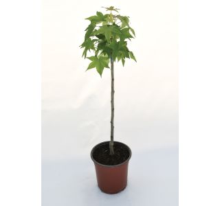 LISTAVEC AMBROVEC 'GUM BALL L22
