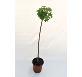 LISTAVEC AMBROVEC 'GUM BALL L24