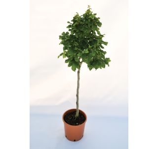 LISTAVEC GABER 'MONUMENTALIS' L24