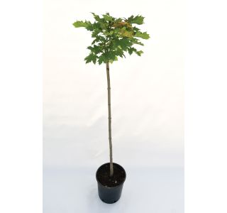 LISTAVEC OSTROLISTNI JAVOR 'GLOBOSUM' L24